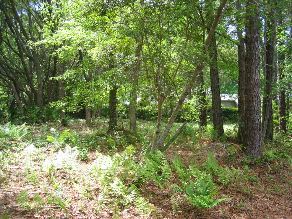 The interior of the lot